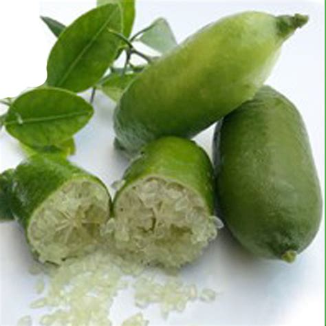 Pianta di finger lime con frutti maturi