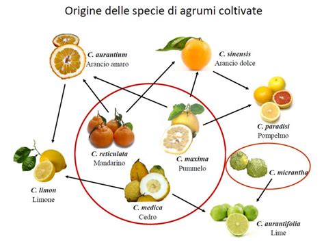 Schema di fertilizzazione per agrumi