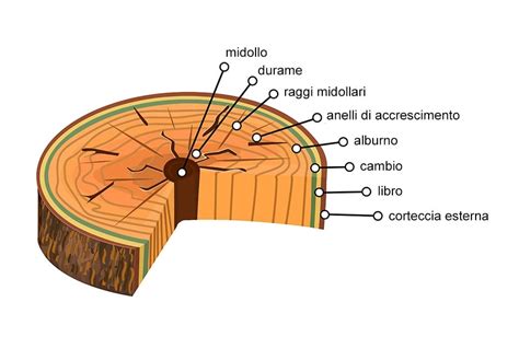Sezione trasversale del tronco di fico che mostra midollo e strati di legno