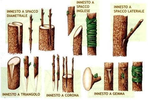 Confronto visivo tra le tecniche di innesto a spacco, a corona e a gemma