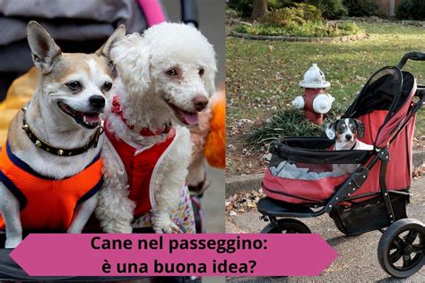 Proprietario che passeggia con il cane in un passeggino su un sentiero