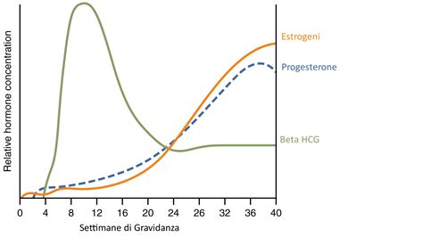 grafico comparativo dell'evoluzione cerebrale e ruolo degli ormoni placentari