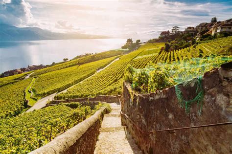 Veduta panoramica di Castione Andevenno tra i vigneti terrazzati