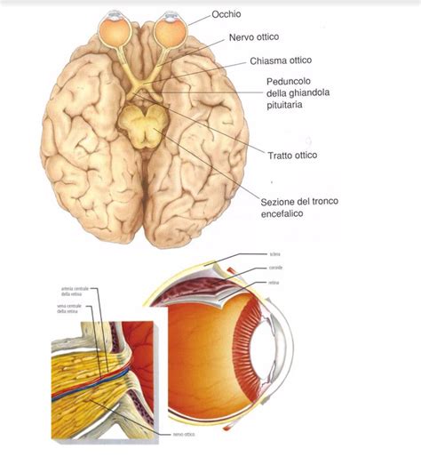 rappresentazione schematica dell'anatomia del nervo ottico e del percorso visivo