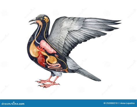 Schema anatomico generale di un uccello in volo
