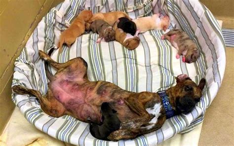 Cagnolina incinta che riposa in una cuccia confortevole