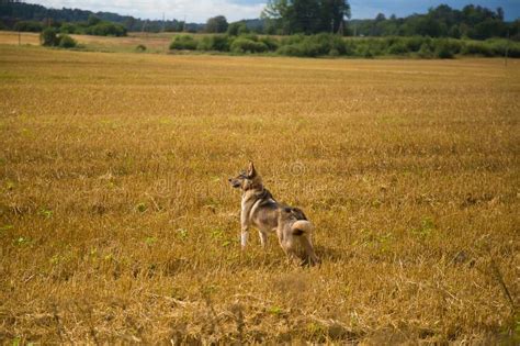 Un cane da caccia che corre libero in un campo autunnale