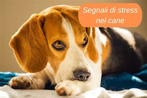 Schema che illustra i segnali di stress e comunicazione nel cane