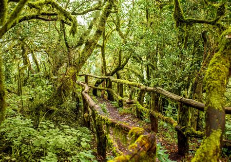 paesaggio panoramico di La Gomera con laurisilva e sentieri