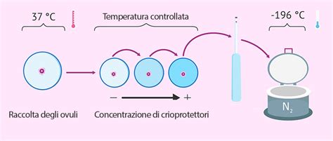 mappa concettuale delle fasi: valutazione, stimolazione, prelievo, vitrificazione e fecondazione
