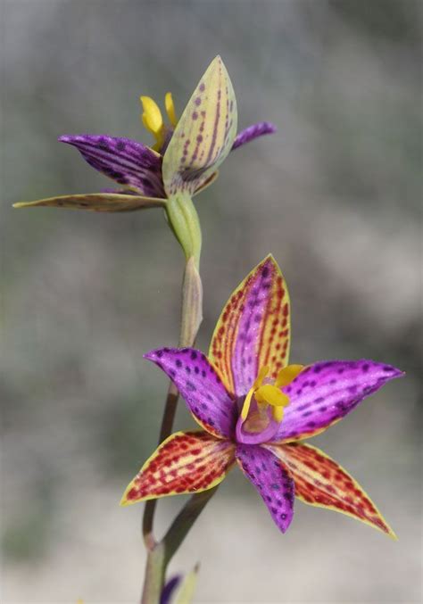 orchidea esotica in fiore