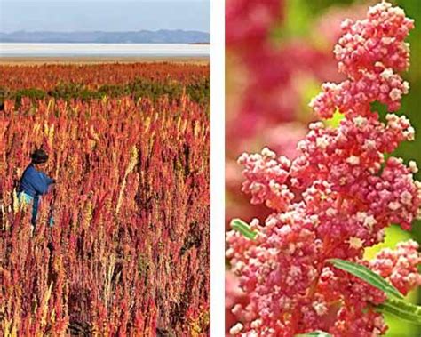 Campo di quinoa in Sud America