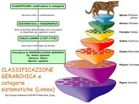 schema dei livelli di PMA