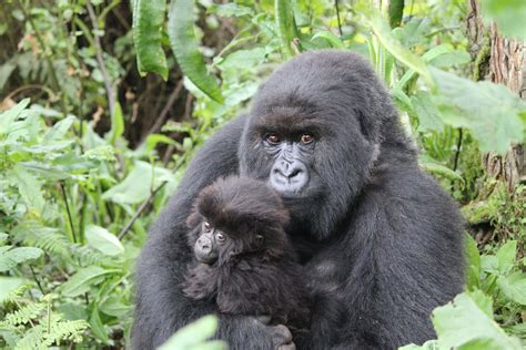Un esemplare di gorilla nel suo habitat naturale o in un ambiente protetto che riflette la complessità della sua vita sociale