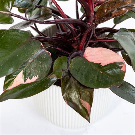 Pianta di Philodendron 'Pink Princess' con foglie variegate rosa e verde scuro