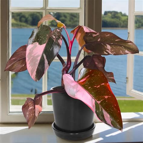 Esempio di Philodendron 'Pink Princess' ancorato a un palo rivestito di muschio