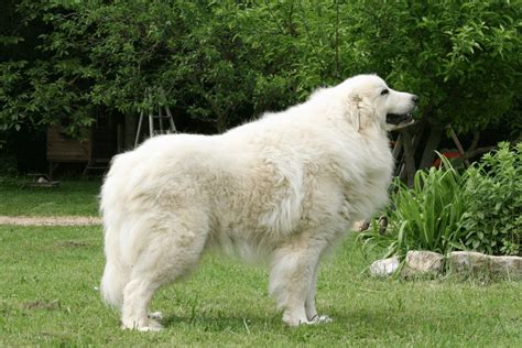 Cane Pastore dei Pirenei