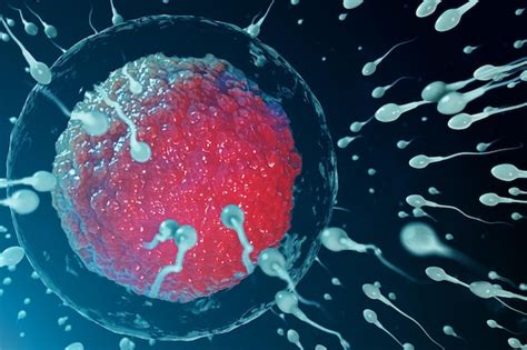 Microscopio con spermatozoo e ovulo