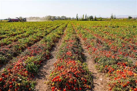 campi di coltivazione biologica e filiera corta