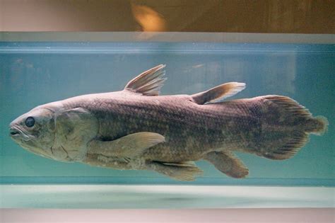 esemplare di celacanto in habitat naturale