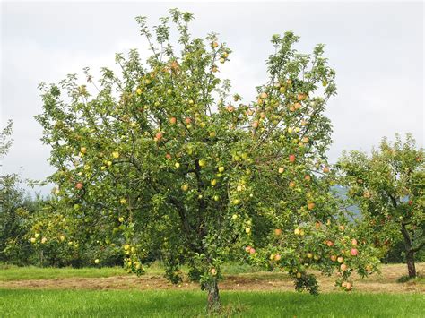albero di melo royal gala in frutteto
