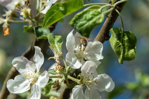 fiori di melo impollinazione api