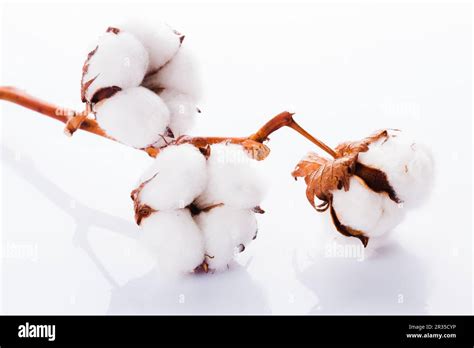 dettaglio macro della fibra di cotone biologico utilizzata per gli inserti assorbenti