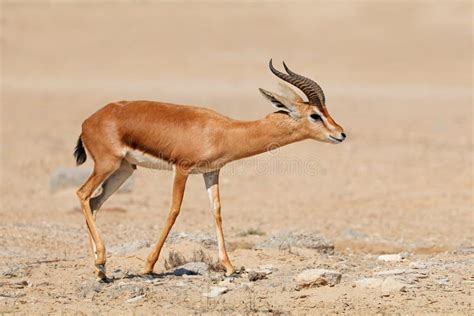 Gazzella di montagna nel suo habitat