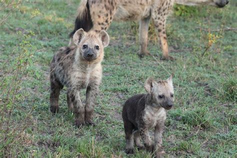 Cuccioli di iena macchiata