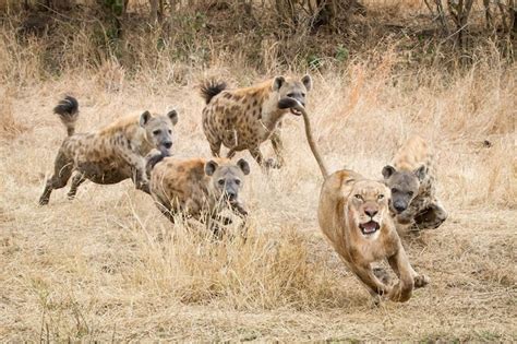 Interazione tra iene e leoni
