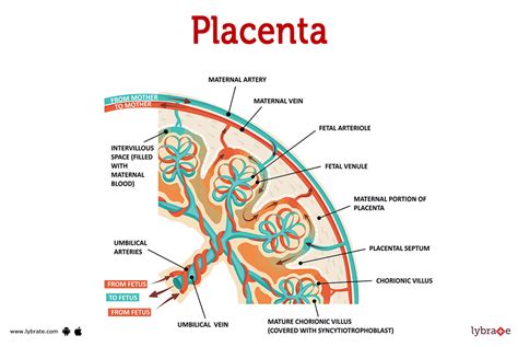 rappresentazione schematica della placenta bovina e del legame cotiledone-caruncola