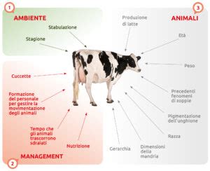 schema delle cause di infertilità nella vacca da latte