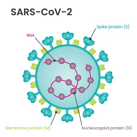 rappresentazione microscopica del virus SARS-CoV-2 che interagisce con cellule umane