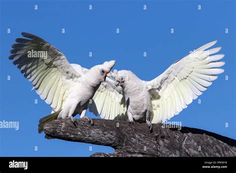 Coppia di cacatua in una cavità naturale