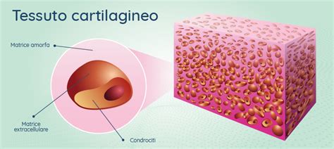 Posizione della cartilagine di coniugazione in un osso lungo