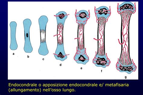 Schema dell'ossificazione endocondrale