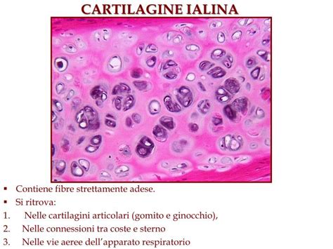 Sezione di cartilagine ialina matura con gruppi isogeni
