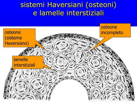 Micrografia di osteoni e canali di Havers