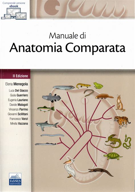 anatomia comparata degli uteri nei mammiferi