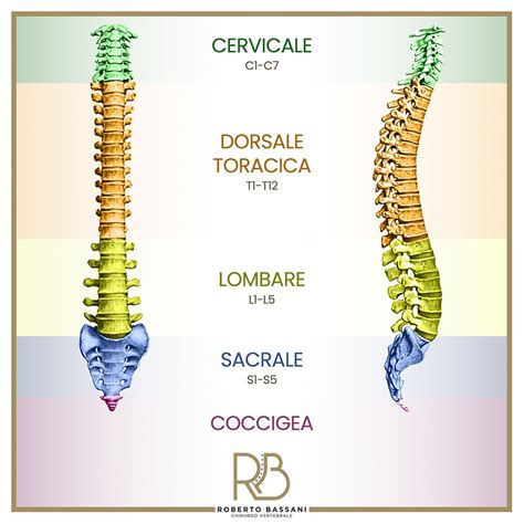 Diagramma anatomico che mostra la colonna vertebrale e il bacino di una donna incinta