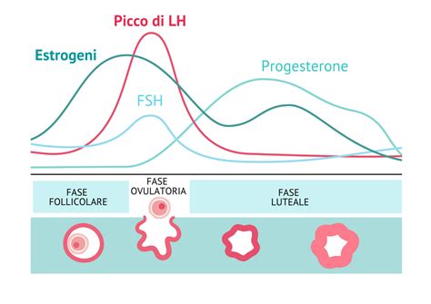 infografica sui test di ovulazione e picco LH