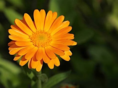 Campo di fiori di Calendula officinalis in fiore