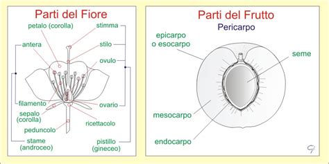 Morfologia del fiore di pesco e apparato riproduttivo