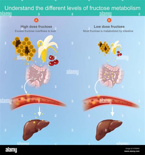 schema del metabolismo degli zuccheri e azione degli inositoli