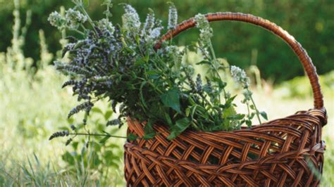 erbe officinali in cesti naturali