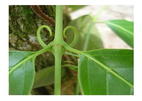 Pianta di Uncaria tomentosa nella foresta pluviale