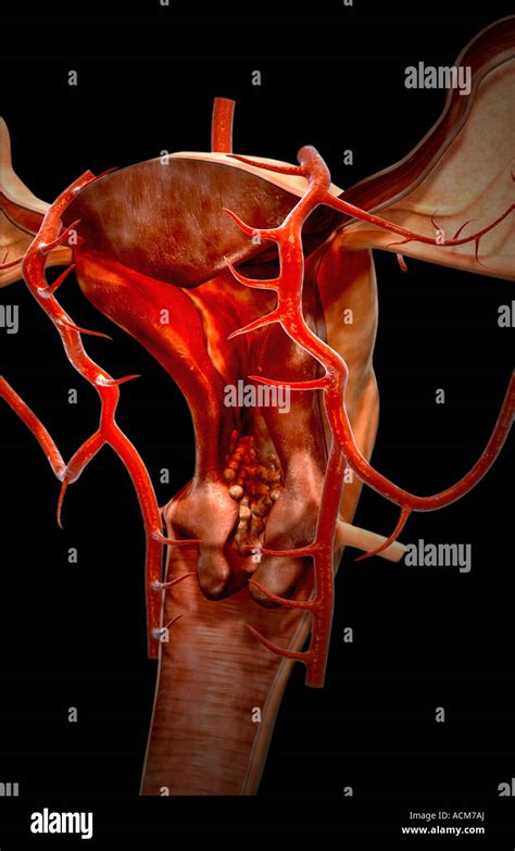 Illustrazione del sistema riproduttivo femminile con utero e arterie uterine