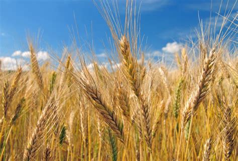 Campo coltivato a orzo sotto il sole estivo