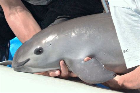 Vaquita cetaceo in pericolo
