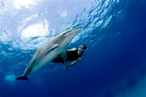 Delfini nel Mar Ionio